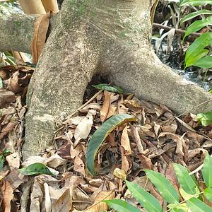 The Pongamia Pinnata Project in Viet Nam