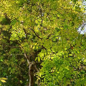 "Local Pongamia tree thriving in Southern Vietnam soil - showing high resilience to climate change."