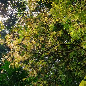 "Native Pongamia pinnata thriving in Southern Vietnam. This specimen showcases the species' natural resilience and vibrant fo...