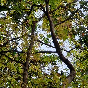 Pongamia Pinnata