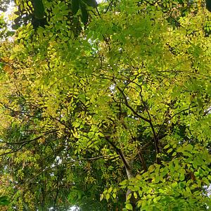 Pongamia Pinnata