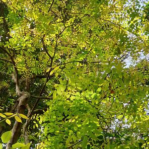 Pongamia Pinnata