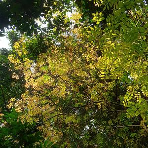 Pongamia Pinnata