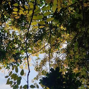 Pongamia Pinnata