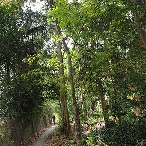 Pongamia Pinnata