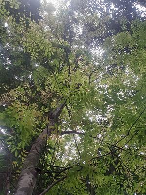 Pongamia Pinnata