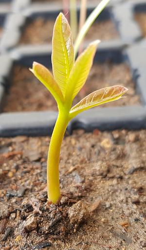 Cashew Seedling