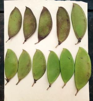 The Pongamia Pinnata Project in Viet Nam