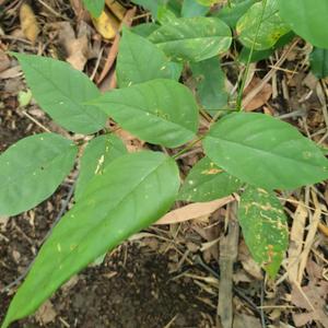 The Pongamia Pinnata Project in Viet Nam