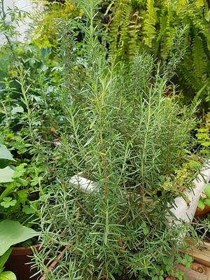 Our rosemary. We love it