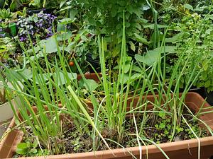 Chives every day