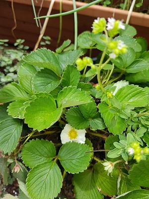Fresh Strawberries