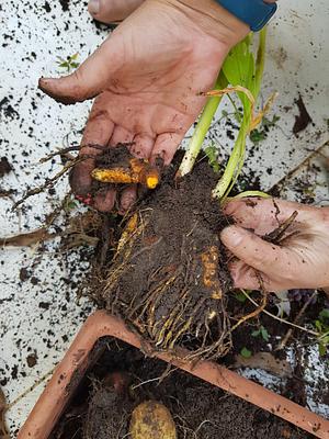 Early winter harvest. Fresh Turmeric.