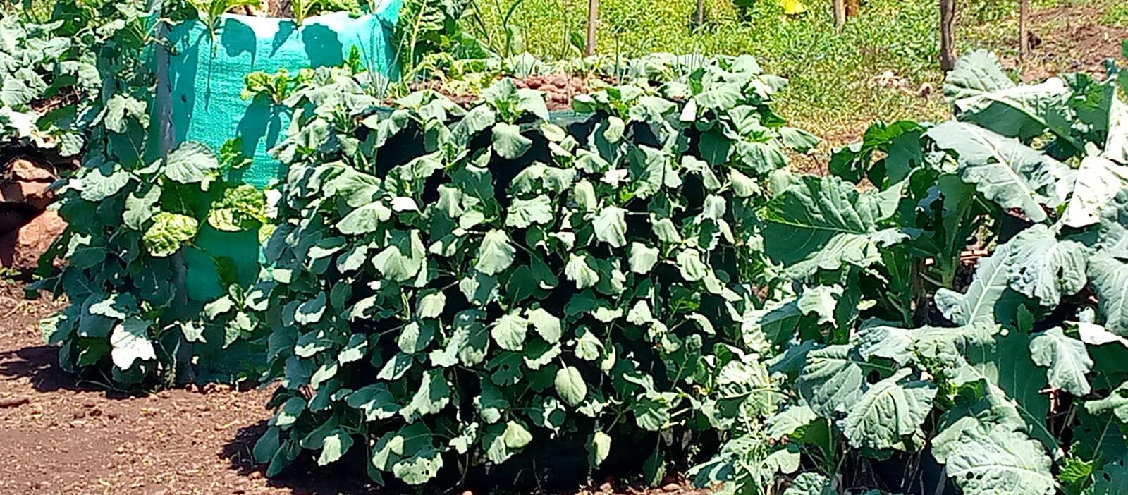 Different organic kitchen technology gardens