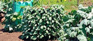 Different organic kitchen technology gardens