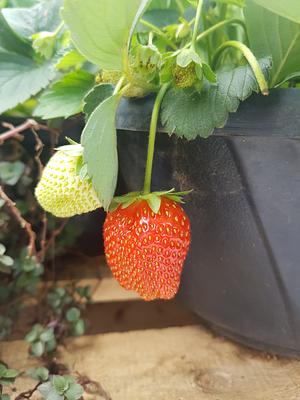 Organic strawberries for dessert