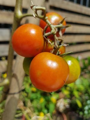 Small organic cherry tomatoes