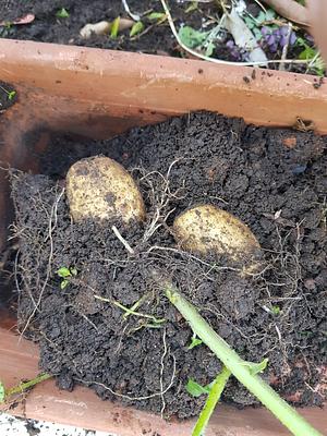 Organic Potatoes