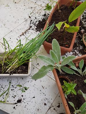 Harvesting and planting chives