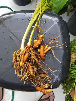 Turmeric