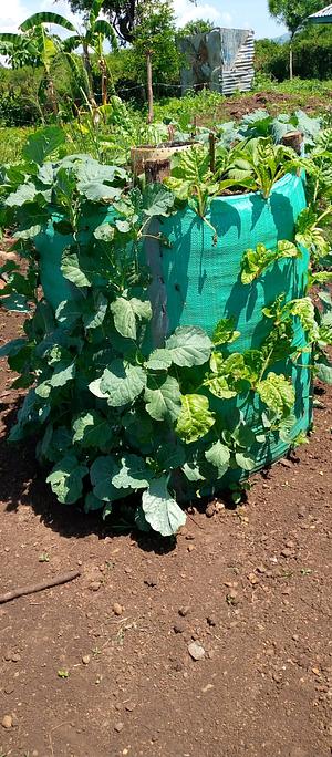 Kitchen Garden