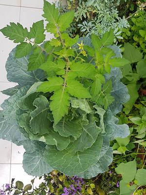 Kale and Tomatoes planted together.