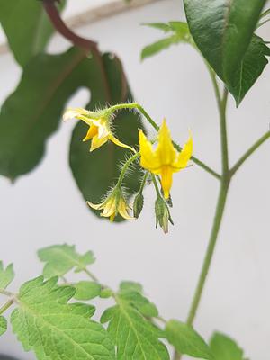 Tomato flower