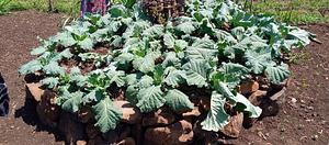 Kitchen Garden Technology Saves Water