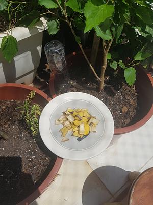 Experimenting with direct composting in the bottle.