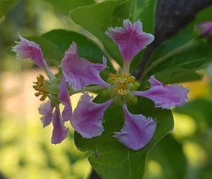 First flowers of acerola (Malpighia emarginata).