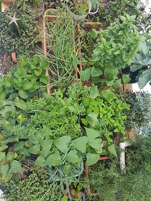 Permaculture Experiments and Practices