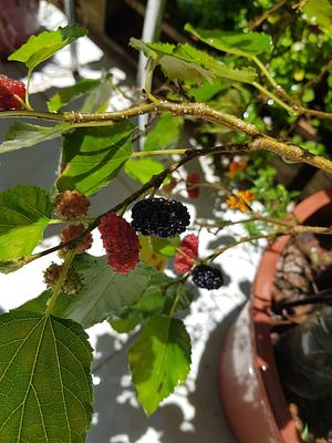 Planted from a branch. Mulberries are delicious and easy to grow.