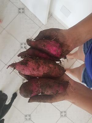 First sweet potato harvest.