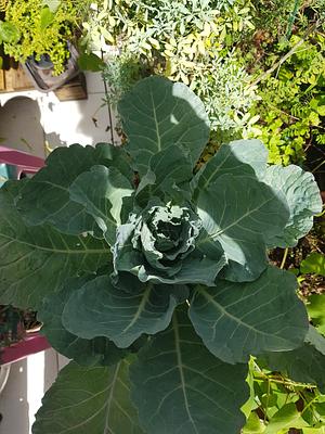 Third kale harvest