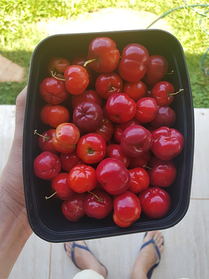 Last harvest of my Acerola Cherry (Malpighia emarginata)