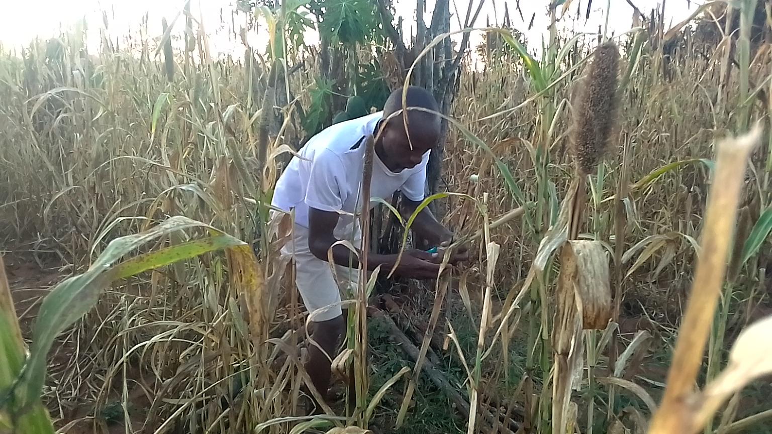 Shashe, Masvingo