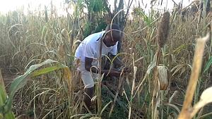 Shashe, Masvingo