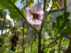 Eggplant flower