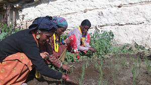 SRI planting in Humla