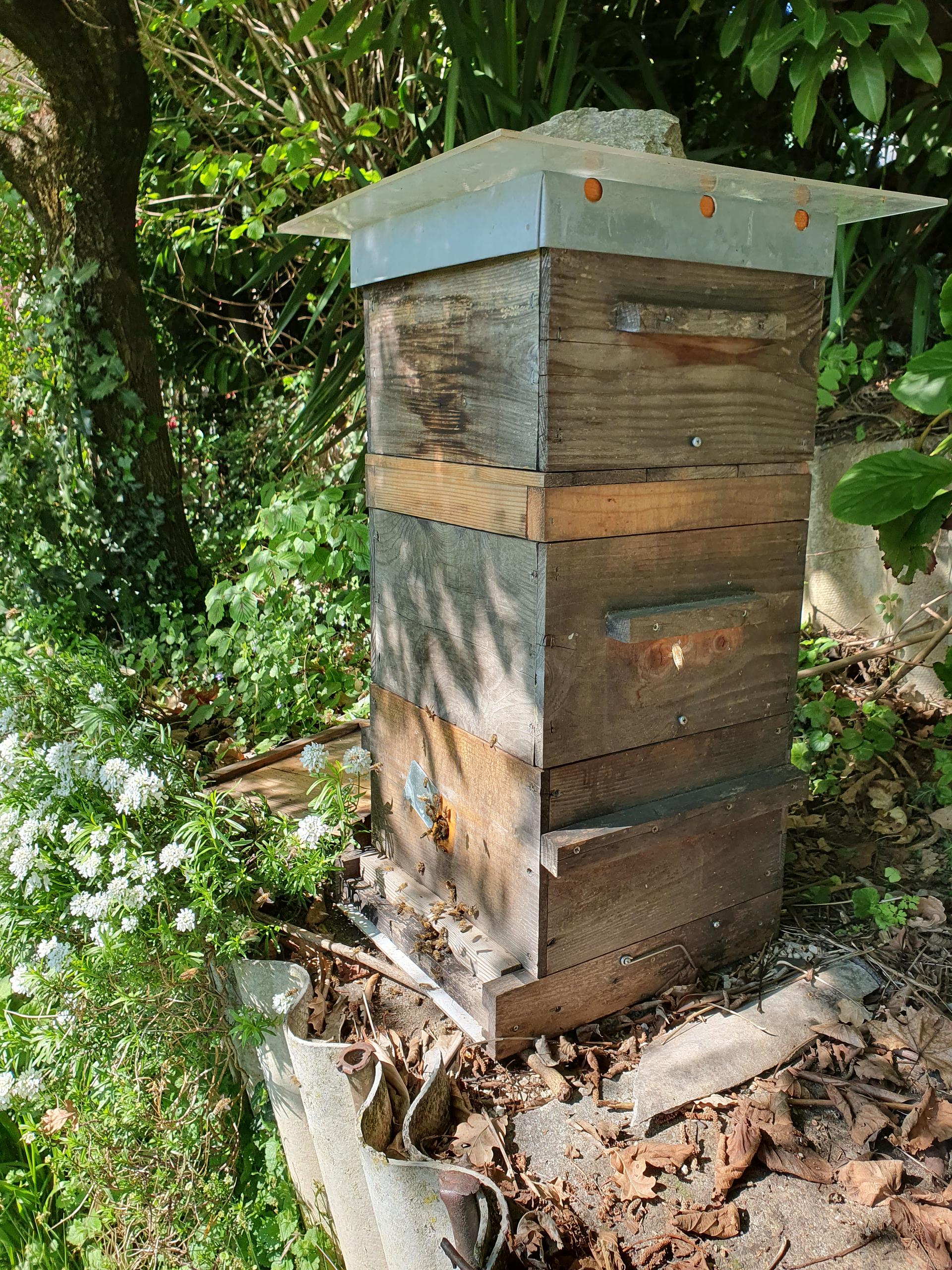 Apiculture