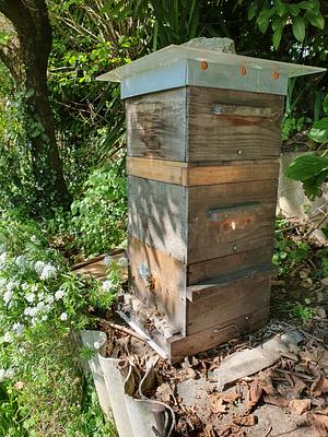 Apiculture