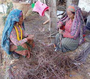 Trained women from Bhadaura village in Humla grafting apple trees