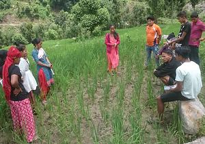Farmers' Training paricipants inspect SRI plot Surkhet