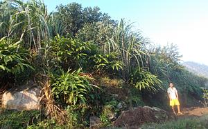 Barefoot Consultant Tek B.Pun on his land in Surkhet