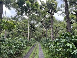 Agroforestry in coffee, cocultivation in fruits and forest