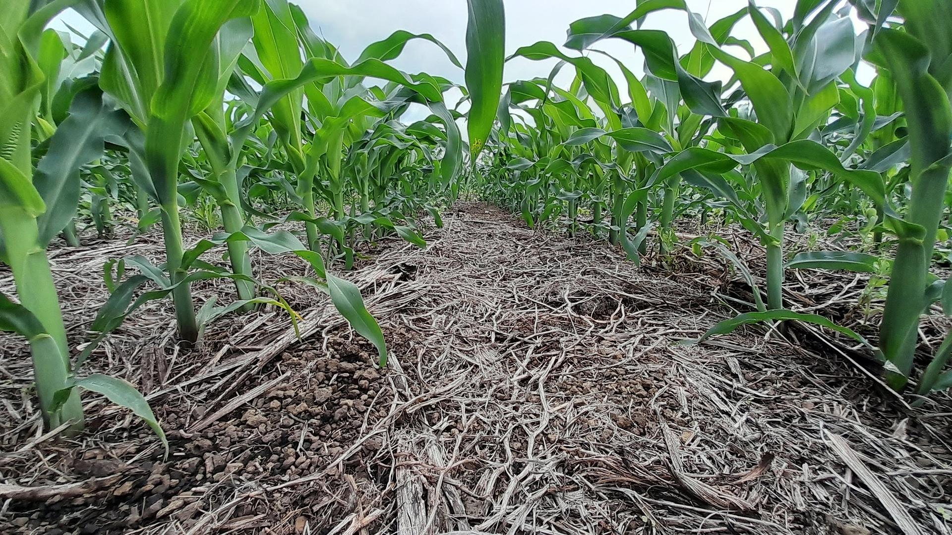 The Ecofarms and agroservices company