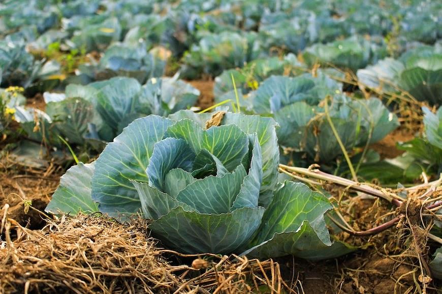 The Ecofarms Conservation Agriculture demonstration farm
