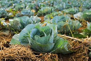 The Ecofarms Conservation Agriculture demonstration farm