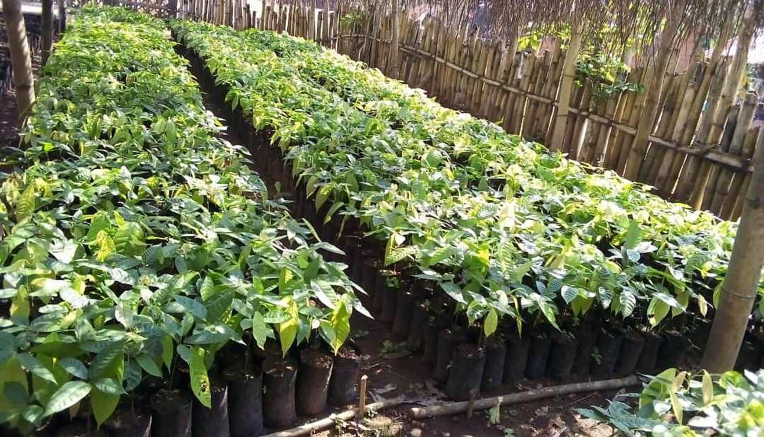 AESL Tree Crop Production & Management