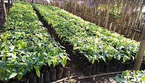 AESL Tree Crop Production & Management